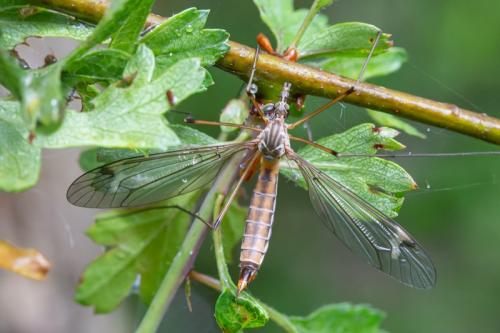 Réf. 275 772 : Tipula selene